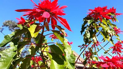 Poinsettia
